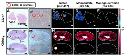 Fig. 4. In situ label-free visualization of an orally dosed EGCG and its phase II metabolites in tissue micro-regions.