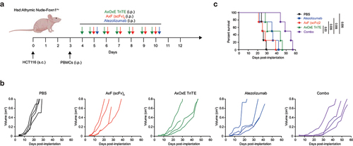 Figure 5. In vivo antitumor efficacy of EpCAMxCD3×EGFR TriTE enhanced by PD-L1×TGF-β bispecific antibody. (a) Hsd:Athymic Nude-Foxn1nu mice were inoculated subcutaneously with 2 × 106 HCT116 tumor cells. When tumors reached 0.3 cm in diameter, mice were randomized into groups (n = 4/group) and 107 freshly isolated PBMCs were injected intraperitoneally. PBS, atezolizumab, AxOxE TriTE and/or AxF (scFv)2 were administered intraperitoneally daily for 6 or 7 d. (b) Tumor volume growth curves for individual mice are represented for each group. (c) Kaplan-Meier survival curves for each treatment group are shown. Overall survival was analyzed with log-rank (Mantel-Cox) test.