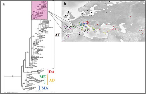 Figure 4. (a) Maximum likelihood tree for genus Salmo based on 980 bp of the mtDNA control region (from Snoj et al. Citation2011). The purple box indicates southern AT-clade (including Maghreb and Sicily haplotypes). (b) approximate distribution of the main lineages (AD, Adriatic; AT, Atlantic; DA, Danubian; MA, Marmoratus; Me, Mediterraneus, according to Bernatchez (Citation2001). ME and AD are widely admixed in Mediterranea basin; MA fixed in but not exclusive to marbled trout, see text). Asterisks indicate haplotypes belonging to the southern AT-clade obtained from ancient DNA (* from Algeria specimens, Tougard et al. Citation2018; ** from southern Italy specimens, Splendiani et al. Citation2016a).