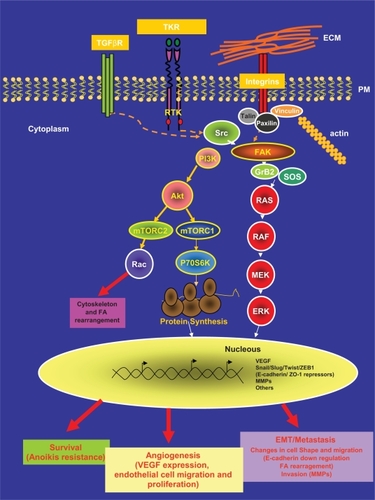 Figure 1 FAK/Src complex mediated signaling pathway.