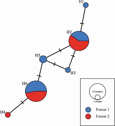 Figure 8. Relationships of the 6 haplotypes generated from ITS region represented by a median joining network. Each circle represents a different haplotype and the crossed lines represent nucleotide differences