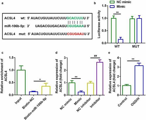 Figure 5. ACSL4 as a target gene of miR-106b-5p