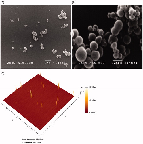 Figure 1. Characterization of Cur NPs. Cur NPs were observed under SEM (Panels A and B) and AFM imaging (Panel C).