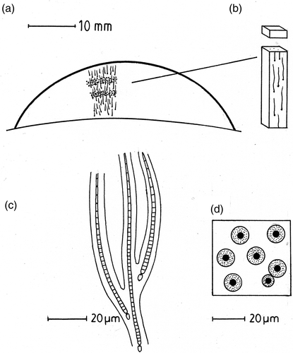 Fig. 1. Features of Rivularia colonies. (a) Diagram of a vertical section through a mature Rivularia colony showing orientation of the trichomes and two bands of calcification. (b) Sampling block for biovolume and CaCO3 content. (c) Part of the Rivularia colony showing trichomes enclosed by a branched mucilaginous sheath. (d) Vertical view of a Rivularia colony showing trichomes (filled circles) surrounded by firm mucilaginous sheaths (stippled) enclosed in highly hydrated and diffluent mucilage in which calcification occurs (white).