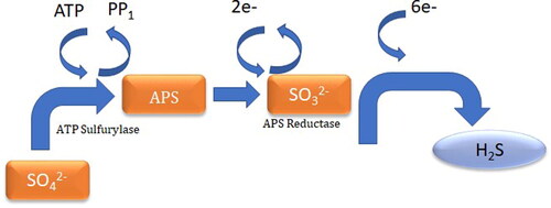 Figure 2. Schematic representation of dissimilatory sulfate reduction in SRB (Tran et al. Citation2021).