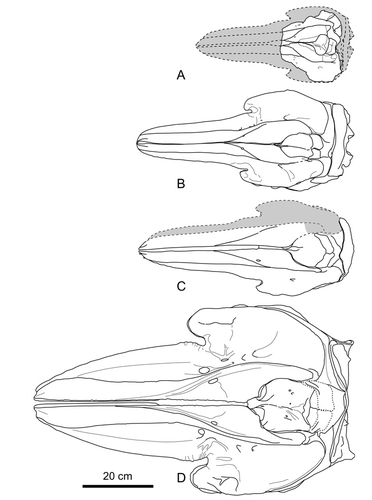 Figure 9 Comparisons of the skull of Eodelphis kabatensis (Horikawa, Citation1977), HMH 68037, with related delphinids. Illustrations from photographs of skulls in dorsal view (A–D). A, E. kabatensis; B, Hemisyntrachelus cortesii, MPST specimen B; C, H. oligodon, SMNK-PAL 3841; D, Orcinus orca, NMNS-M 4510.