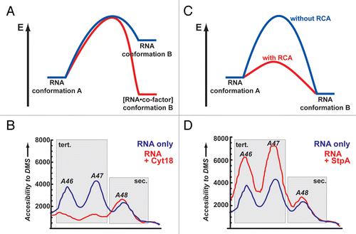 Figure 2 Two simplistic models of how proteins facilitate the remodeling of RNA conformations. (A) Energy landscape for a tight binding protein that acts as a co-factor for RNA and through binding induces a conformational change that is more stable (red) then the respective RNA conformation in the absence of the protein (blue). (B) As an experimental example for such a scenario the changes in the td intron structure upon binding of Cyt-18 are shown. Without the protein residues, A46 and A47 are moderately accessible to DMS modifications (blue line). In the presence of Cyt-18 these residues become involved in a stable tertiary interaction and are protected (red line). No apparent changes are monitored for A48 which is part of a secondary structure element. (C) Energy landscape for proteins that interact only transiently with the transition state of an RNA and thereby lowers the activation energy in the remodeling reaction (blue versus red reaction path, for RNA alone and RNA/protein, respectively). (D) As an experimental example for this scenario the changes in the td intron structure upon interaction with StpA are shown. Without the protein residues A46 and A47 are moderately accessible to DMS modifications. In the presence of StpA these residues sample more open conformations and are easier to access by DMS (red lines). No apparent changes are monitored for A48 as it is involved in a secondary structure interaction; (B and C) are adapted from reference (Waldsich et al.).Citation13