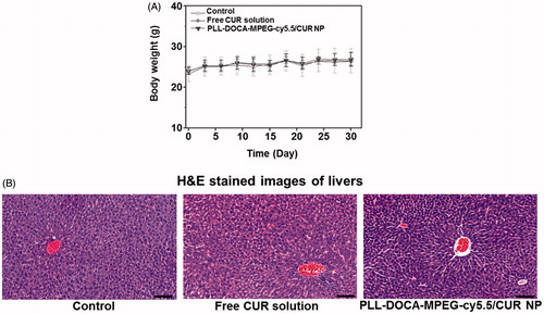 Figure 6. (A) Body weights of normal mice (control), and mice treated with free CUR solution and PLL-DOCA-MPEG-cy5.5/CUR NPs. (B) Histological assays of untreated liver tissue (control), and dissected liver tissues treated with CUR solution and PLL-DOCA-MPEG-cy5.5/CUR NPs on day 30. The black scale bar is 100 μm.