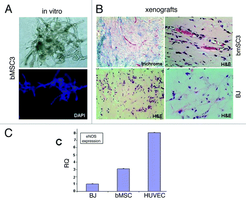 Figure 4. Evidence supporting breast MSC endothelial differentiation. (A) bMSCs form extensive vascular-like structures 4 d after culturing within Matrigel® (20x light and fluorescent images). DAPI (lower panel) allowed the visualization of nuclei. (B) bMSCs also form vessel-like structures when subcutaneously injected within Matrigel® into athymic nude mice. Masson Trichrome and H&E histochemical staining permits the identification of numerous small vessel-like structures with red blood cells within lumens (upper panels), suggesting a connection to the host’s vascular system. Shown are specimens obtained 2 weeks after subcutaneous inoculation, however vascular networks were observed as early as 4 d (data not shown). No evidence of vascular-like structures in xenografts following the subcutaneous injection of BJ fibroblasts within Matrigel®. Shown is a 6-d xenograft, however, similar negative findings were observed at days 2, 4, 9 and 14 post-injection. (C) qRT-PCR data comparing eNOS expression levels in subcutaneous xenografts 6 d after inoculation with BJ fibroblasts, bMSCs or HUVECs all within Matrigel®.
