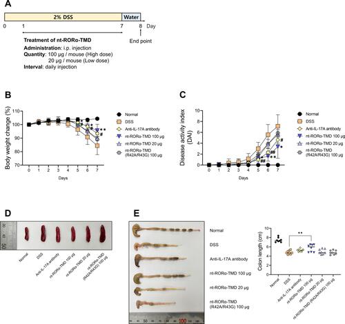 Figure 4 Therapeutic efficacy of nt-RORα-TMD in DSS-induced colitis mice. (A) Treatment scheme of DSS-induced colitis mice with PBS (for DSS group), anti-IL-17A antibody (100 μg/mouse), nt-RORα-TMD (100 or 20 μg/mouse) or nt-RORα-TMD (R42A/R43G) (100 μg/mouse). (B) The body weight of the mice was measured once daily. (C) The DAI score was calculated by measuring the clinical score of body weight change, stool, and fecal occult blood. (D) The spleens were harvested from the mice, and each group’s representative spleens were compared. (E) The colons were harvested from the mice and their length was measured. The graphs are represented as mean ± SEM (n=8). *,#P<0.05, **,##P<0.01. *DSS and nt-RORα-TMD 100 μg. #DSS and anti-IL-17A antibody.