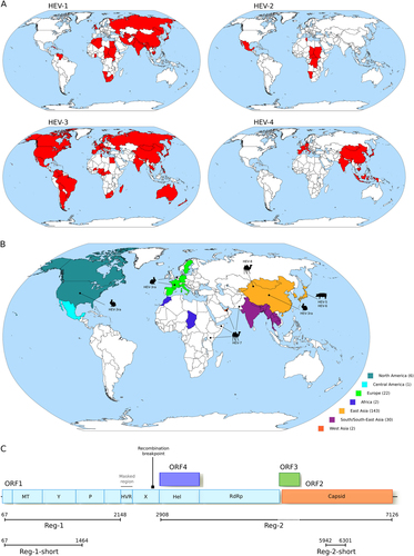 Fig. 1 Worldwide distribution of HEV genotypes.a Geographic distribution of the four major HEV genotypes (HEV-1 to HEV-4). b Geographic origin of complete Orthohepevirus A genomes analyzed in this study. The number of sequences deriving from each continent or region is reported in parentheses. The location where animal-infecting Orthohepevirus A were collected is also shown. c Schematic representation of the Orthohepevirus A genome. Positions refer to the Burma (GenBank accession: M73218) reference strain for genotype 1. Note that ORF4 has been described only in HEV-1 and not in other HEV genotypesCitation25. The regions we used in different analyses, as detailed in the text, are shown. The region we filtered from the Orthohepevirus A genome alignment is indicated. The location of the recombination breakpoint is also reported. MT methyltransferase, P papain-like cysteine protease, Hel helicase, RdRp RNA-dependent RNA polymerase, Y Y domain, HVR hypervariable region, also known as polyproline region (PPR); X, macro domain