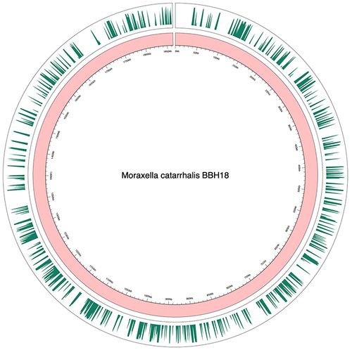 Figure 5 Distribution of SNV and indel in genomes of two macrolide-resistant isolates.