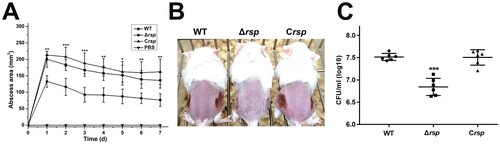 Figure 6. Rsp contributes to virulence of S. aureus in a subcutaneous abscess model of mice. The mice were inoculated with 50 μl PBS containing 5 × 107 CFU of the WT, rsp mutant, and rsp chromosomal-complemented strains, or PBS alone as control, in both flanks of the back by subcutaneous injection. (A) (n = 6–8) Abscess area was measured daily with a caliper. (B) The photographic images of representative abscesses in mice 7 days after infection. (C) (n = 6) CFU recovered from each abscess harvested 7 days after infection was determined by serial dilution and plated onto TSA plates. The error bars indicate the standard errors of the means of three biological replicates. *P < .05, **P < .01, ***P < .001.