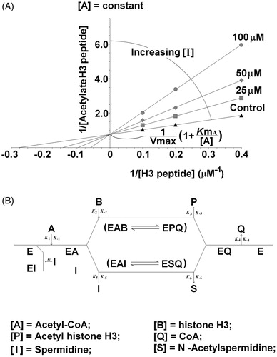Figure 5. P/CAF-HAT activity: inhibition by spermidine. In (A), the plot in double-reciprocal form of enzymatic rate data related to the inhibitory effect on P/CAF-HAT of spermidine in the concentration range 2.5–100 μM, is shown. Samples containing 0.11 μM P/CAF, 5 μM acetyl-CoA, and 2.5–10 μM histone H3 were incubated in 50 mM Tris-HCl pH 8.0 at 30 °C for 30 min. The experiments were performed in triplicate and data elaborated using a non-linear least-square approach. In (B), scheme relative to the two different inhibition mechanisms of spermidine on P/CAF-HAT, operating as alternative substrate or dead-end inhibitor, is reported.