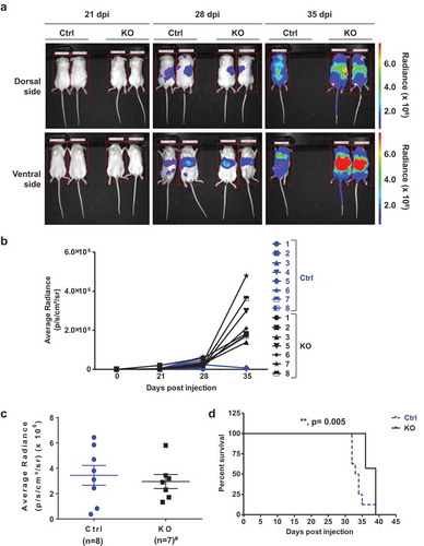 Figure 5. SAMHD1 affects AML-derived leukemogenesis in vivo. (a) NSG mice were injected intravenously with THP-1 Ctrl-fLuc (n = 8; 3 × 106 per mouse) or KO-fLuc cells (n = 7; 3 × 106 per mouse). On the indicated days post-injection (dpi) of cells, each mouse was injected intraperitoneally with D-luciferin, and bioluminescent images were taken at 10 min delay and 5 min exposure. Representative images are presented. (b) THP-1 cell-derived tumor growth was monitored by measuring the average radiance (p/s/cm2/sr) per mouse to determine the relative tumor growth and metastasis at 21, 28, and 35 dpi. (c) Average radiance from the Ctrl cell-injected mice (n = 8) and KO cell-injected mice (n = 7, #one mouse died due to non-experimental reasons) is presented at 28 dpi. (d) Percentage survival of mice (n = 8 for Ctrl and n = 7 for KO) was quantified using Kaplan-Meier curve survival analysis. **, p = 0.005.