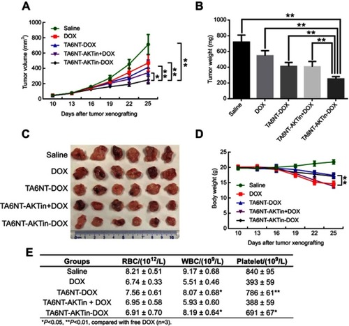 Figure 5 (A) Tumor volume change, (B) tumor weight on day 25, (C) excised tumor and (D) body weight change of mice bearing BCSCs xenografts after the treatment of free DOX, TA6NT-DOX, TA6NT-AKTin together with DOX, TA6NT-AKTin-DOX and saline. *p<0.05, **p<0.01. (E) The result of CBC testing.