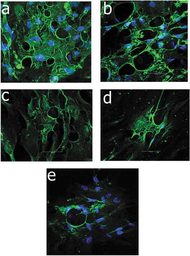 Figure 2. Immunoflourescence staining of Muse cells with counterstaining with DAPI (Blue) showed gradual down-regulation of the expression of SSEA-3 surface marker (Green) under confocal microscope, figure a, b, c, d and e showed the expressions at passage 3, 5, 7, 9 and 11, respectively.