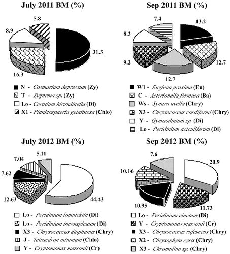 Figure 3. Relative biomass (Bm, %) of the main phytoplankton species (>5% of the total biomass) with their taxonomic and functional groups in Malko Skalensko Lake.