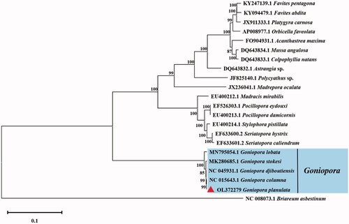 Figure 1. Molecular phylogeny of Goniopora planulata and other species in Scleractinia based on complete mitogenomes downloaded from GenBank. The phylogenetic tree was constructed using the Maximum-likelihood method with 1000 bootstraps. Letters and numbers preceding species names are the GenBank accession numbers.