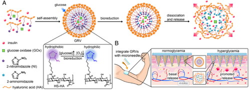 Figure 7. Schematic of the glucose-responsive insulin delivery system using hypoxia-sensitive vesicle-loading MNP. (A) Formation and mechanism of GRVs composed of HS-HA. (B) Schematic of the GRV-containing MNP (smart insulin patch) for in vivo insulin delivery triggered by a hyperglycemic state to release more insulin. Copyright 2015, National Academy of Sciences.