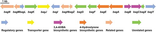 Figure 1. Genetic organization of bagremycins biosynthetic gene cluster (BGC). The proposed BGC contains 11 putative biosynthetic and regulatory genes, 1 resistance gene and 4 unrelated genes.
