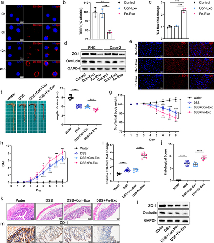 Figure 2. Fn-Exo exacerbates barrier damage and experimental colitis. (a) Internalization of Dil-stained exosomes (red) in Caco-2 cells was visualized using a confocal laser scanning microscopy. DAPI (blue) was used to stain nuclei. Scale bar = 10 μm. (b) TEER values of the Caco-2 monolayer cell model. (c) Fold change of FD4 flux in Caco-2 monolayer cells. (d) Western blotting was performed to assess the expression of TJ proteins (ZO-1 and Occludin) in FHC and Caco-2 cells. (e) Representative immunofluorescence images of ZO-1 (red) in Caco-2 monolayers treated with PBS, Con-Exo, or Fn-Exo. Nuclei were stained blue using DAPI (blue). Scale bar = 20 μm. (f) Representative morphology and length of mice colons. (g and h) Body weight loss (g) and disease activity indices (DAI) (h) of experimental colitis mice and blank control animals (n = 8). (i) Intestinal barrier dysfunction in mice was evaluated by measuring plasma FITC-dextran levels (n = 8). (j) Mean ± SEM of mouse colonic histological scores (n = 8). (k) Hematoxylin and eosin (H&E) staining of mouse colon cross-sections. Scale bar = 50 μm. (l) Immunoblot analysis was performed to assess the expression of ZO-1 and Occludin in mouse colon tissue. (m) Immunohistochemistry (IHC) staining of ZO-1 in colon sections of mice. Scale bar = 20 μm. Data are represented as means ± SEM. *p < 0.05, **p < 0.01, ***p < 0.001, ****p < 0.0001.