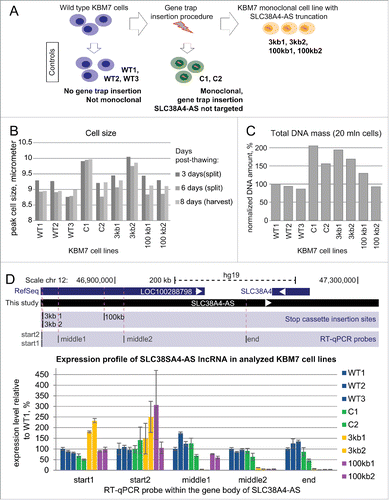 Figure 3. Gene trap technology allows truncation of SLC38A4-AS lncRNA in human haploid KBM7 cell line (A) Overview of the experimental design: SLC38A4-AS truncation and control cell lines used in the study. Top row: Wild type KBM7 cells underwent the gene trap insertion procedure and single clones were selected and expanded to a monoclonal population. Three independently obtained clones with gene trap cassettes mapping within the gene body of SLC38A4-AS lncRNA were available (see Table 1). Two monoclonal cell lines with independent insertion events that integrated a gene trap cassette 3kb downstream of SLC38A4-AS transcription start site (TSS) were available (3kb1 and 3kb2). Only one monoclonal cell line had a gene trap insertion 100kb downstream of the downstream of SLC38A4-AS TSS. Therefore we prepared biological replicates by performing independent thawing and culturing procedures (100kb1 and 100kb2). Left column: We obtained 3 wild type KBM7 control cell lines, which did not undergo any gene trap insertion procedure, were not monoclonal and were cultured by different people at different times prior to culturing for this analysis (WT1, WT2 and WT3). Middle column: To control for changes during gene trap insertion and selection procedure we obtained 2 KBM7 cell lines that did undergo gene trap insertion within the body of HOTTIP lncRNA and were monoclonally expanded (C1 and C2) (see Table 1). (B) Ploidy of KBM7 cell lines assessed by cell size. Bar plot shows peak cell size measured for 9 cultured KBM7 cell lines (Methods). All the cell lines were thawn and processed in one batch by the same person. Cell size was measured at the first splitting (3 days post-thawing, dark gray bars), second splitting (6 days post-thawing, medium gray bars), and prior to harvesting (8 days post-thawing, light gray bars). (C) Ploidy of KBM7 cell lines assessed by total DNA amount. Bar plot shows total DNA mass isolated from 20 million cells. DNA mass in the plot is normalized to WT1 sample (absolute value for WT1 is 109 μg). (D) Confirmation of successful SLC38A4-AS truncation by RT-qPCR. Top: schematic representation of the locus (drawn to scale). Blue bars show RefSeq annotation of LOC100288798 and SLC38A4 genes. Black bar underneath shows the extended annotation of LOC100288798 (SLC38A4-AS) obtained in this study (Fig. 2). White arrows inside the bars indicate transcriptional orientation of the gene. Below the positions of stop cassette insertions (Table 1) and RT-qPCR probes are displayed (Table 2). Bottom: Expression profiling of SLC38A4-AS in the KBM7 cell lines (described in A). Error bars represent standard deviation from 3 RT-qPCR technical replicates. Bars are ordered from left to right as listed (top to bottom) in the legend on the right. For each RT-qPCR probe the expression level in WT1 is set to 100%.