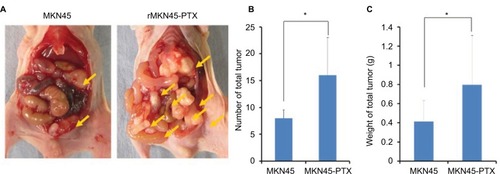 Figure 8 (A) Representative images depicting the macroscopic appearance of the tumors at day 14. Tumors were present in the peritoneal cavity (arrow). (B) Number and (C) weight (g) of disseminated nodules.Notes: Results are mean ± SD of five experiments. *P < 0.05.Abbreviation: PTX, paclitaxel.