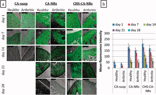 Figure 3. Confocal laser microscopy photos for articular cartilage following single intra-articular injection of different CA formulations containing 100 μg CA/50 μL into the healthy and arthritic knee joints of rats, the fluorescence distribution was observed at day 1, 7, 14, 21 and 28 after administration, magnification × 10 (a). The relative mean fluorescence intensities were determined in articular cartilage of different groups at day 1, 7, 14, 21 and 28 after administration and shown as mean ± SD (n = 3) (b).