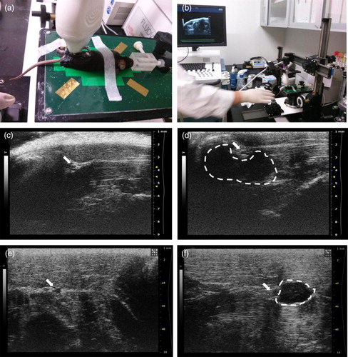 Figure 1. Ultrasonography-guided transplantation of hMSCs. (a and b) Apparatus and image of ultrasonography-guided transplantation of hMSCs. (c–f) Detection of the sciatic nerve (arrow) in the mouse (c) and the rat, (e) and hMSCs transplanted into perineural region (dotted line) in the mouse (d) and the rat (f).