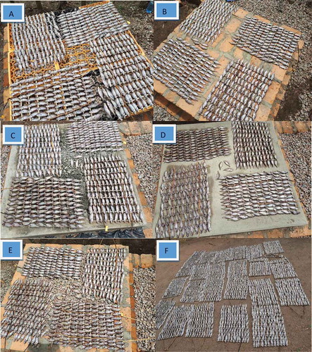 Figure 5. Haplochromines (Nkejje) being dried on the six surfaces (A = Plastic palette fabric, B = Burnt clay brick, C = Popcorn concrete, D = Mass concrete, E = Screened concrete, F = Bare ground) (Photos by Howard Onyuth).