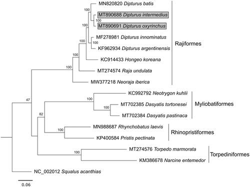 Figure 1. Phylogenetic tree of Dipturus intermedius and D. oxyrinchus (highlighted with gray background), 13 other batoid species and the spiny dogfish Squalus acanthias as outgroup, inferred from complete mitogenomes. Scale bar shows the number of substitutions, node labels display bootstrap support in percent.