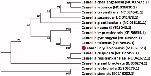 Figure 1. The neighbour-joining phylogenetic tree of 15 Camellia cp genomes was conducted with MEGA v7.0.14 (Sudhir et al. 2016). The bootstrap values from 100 replicates are listed for each node.