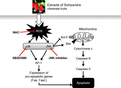 Figure 6. Hypothetical schematic signaling pathway of SCE-induced apoptosis in AGS cells. SCE promotes pro-apoptotic factor Bax protein expression and decreases anti-apoptotic factor Bcl-2 protein expression and these are followed by cytochrome c release into the cytosol. Cytochrome c can activate the caspase-9 cascade followed by the caspase-3 cascade, which leads to cell death via the intrinsic apoptotic pathway. Another possible pathway is the extrinsic apoptotic pathway, which acts through ROS-mediated JNK/p38 MAPK. The Fas/FasL system (a pro-apoptotic system) is provoked by AP-1.