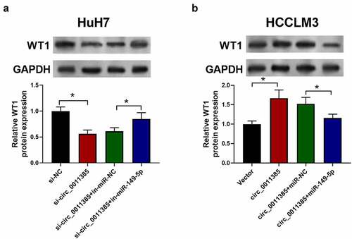 Figure 7. Circ_0011385-miR149-5p-WT1 axis was validated in HCC cells. Cells were treated as indicated with circ_001385 siRNA and miR-149-5p inhibitors (si-NC and in-miR-NC were negative control). Representative immuno-blotting image and quantitative column diagrams of WT1 expression in HuH7 (a) and HCCLM3 (b), GADPH was used as the control. *P < 0.05 versus si-NC, “si-circ_0011385+ in-miR-NC”, vector and “circ_0011385+ miR-NC” as indicated. Data were presented as mean±SEM (n ≥ 3)