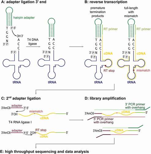 Figure 1. Schematic workflow of the LOTTE-seq procedure. (A) A DNA hairpin-oligonucleotide (green) with a 3ʹ-TGGN overhang hybridizes to the tRNA 3ʹ-CCA end (tRNA in blue). T4 DNA ligase fuses the 3ʹ-end of the CCA terminus to the phosphorylated 5ʹ end of the adapter. (B) The tRNA is reverse transcribed with parts of the hairpin oligonucleotide serving as primer binding site. Secondary structure and modified bases can lead to premature RT stops and partial cDNA (yellow). (C) Using T4 RNA ligase I, a 5ʹ-phosphorylated and 3ʹ-blocked second adapter (red) is fused to the 3ʹ-end of the cDNA, leading to the generation of cDNA product with adapters on both sides (red and green). (D) This product is PCR-amplified with indexed primers binding to the adapter overhang sequences. (E) The cDNA library consisting of full-length as well as prematurely terminated tRNA sequences is analysed by high-throughput sequencing.