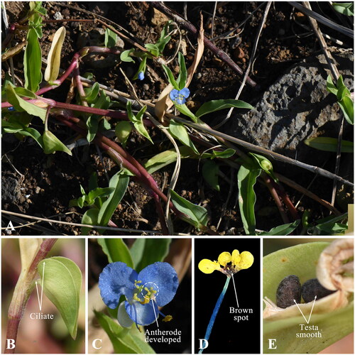 Figure 1. Photographs of the Commelina caroliniana. (A) The plant has a stem that creeps and spreads diffusely on the ground, rooting at the nodes; (B) Involucral bract is falcate and usually ciliate basally, ciliate on peduncle; (C) Flower has three steminodes with developed antherode; (D) Staminode has yellow antherode, usually with a brown spot in its center; (E) Seed testa is smooth to slightly alveolate. All photographs were taken by Eun Su Kang in Seogwipo-si, Jeju-do, South Korea.