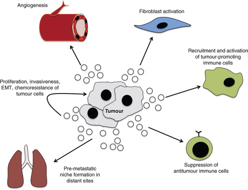 Fig. 3.  Role of exosomes in tumour-related pathways. Through the transfer of oncogenic signals, exosomes promote tumorigenesis through interaction with local and distant cells. The intra-tumour transfer of exosomes can facilitate growth and invasiveness, as well as confer chemoresistance. The exosome-mediated activation of fibroblasts facilitates the remodelling of the microenvironment and angiogenesis to enhance growth and invasion of cancer. The direct transfer of tumour-derived exosomes to vascular endothelial cells can promote angiogenesis. Tumour-derived exosomes can also modulate immune function to increase activity of tumour-promoting immune cells and suppress anti-tumour cells. The activation of these and other pathways in distant sites generates a pre-metastatic niche that facilitates metastasis.