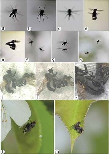 Figure 15. Courtship rituals of Rhamphomyia aquila sp. nov. (a–h) male aerial flight postures displaying territoriality; (i–k) copula with male hind leg usage to detain wilting female; (l) male with prey; (m) male and female in courtship.