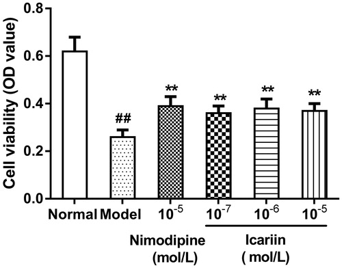 Figure 1. Effect of icariin on cell viability in OGD-treated PC12 cells. Model control cells were treated with 2 h OGD. The treated cells were incubated with icariin (10−7, 10−6 or 10−5 mol/L) or nimodipine (10 μmol/L) 1 h before OGD and 2 h throughout OGD. Normal control cells were incubated in a regular cell culture incubator under normoxic conditions. After these treatments, cell viability was analyzed using MTT assay. Mean ± SD for 10 samples. ##p < 0.01 vs normal control group. **p < 0.01 vs model control group.