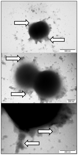 Figure 9 Interaction between Staphylococcus aureus and platinum nanoparticles. Arrows indicate nanoparticles and the substance released by cells.