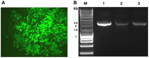 Figure 2. Hot spot identifcation.(A) Image of 2C3 cell line captured by fluorescence microscopy 6 days after seeding.(B) Secondary PCR results: genomes cut by DraI (Lane 1), SspI (Lane 2), and HpaI (Lane 3). M, molecular size marker (1 kb Ladder, Sangon, Shanghai, China)