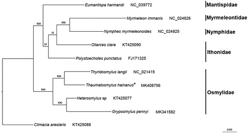 Figure 1. Phylogenetic tree inferred from ML analysis of the nucleotide of the 13 PCGs and 2 rRNA genes (13129 bp). The nodal numbers indicate the bootstrap values obtained with 1000 replicates. Genbank accession numbers for the sequences are indicated next to the species names. The newly sequenced mitogenome is indicated by the asterisk.