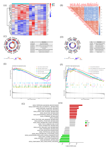 Figure 6 Differential analysis and enrichment analysis of genes related to GSTM5. (A) Differential analysis heatmap; (B) Correlation analysis heatmap; (C) Differential gene GO analysis; (D) Differential gene KEGG analysis; (E) GSEA analysis of downregulated genes; (F) GSEA analysis of upregulated genes; (G) GSTM5-related GSVA analysis.