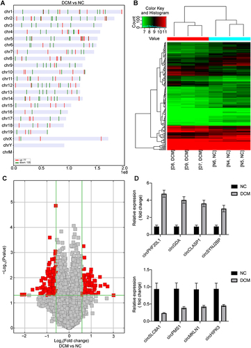 Figure 4 Overview of the detected circRNAs. (A) Distribution of differentially expressed circRNAs in chromosomes between the two groups. Upregulated (red) and downregulated circRNAs (green) in the DCM group vs NC group. (B) Hierarchical cluster analysis (heatmap) of differentially expressed circRNAs between the NC and DCM groups. (C) CircRNA volcano plots. The vertical lines correspond to 1.5-fold up and down, respectively, and the horizontal line represents a P-value of 0.05. The red point in the plot represents the differentially expressed circRNAs with statistical significance. (D) Some representative differentially expressed circRNAs were verified by RT-qPCR. n = 3; circRNA, circular RNA. circPHF20L1, mmu_circRNA_28667; circGDA, mmu_circRNA_32303; circCLASP1, mmu_circRNA_20674; circSYNJ2BP, mmu_circRNA_25425; circSLC8A1, mmu_circRNA_014302; circPMS1, mmu_circRNA_001535; circMKLN1, mmu_circRNA_005522; circHIPK3, mmu_circRNA_013422.