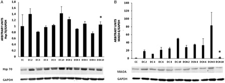 Figure 6. HSP70 (A) and MAOA expression (B) during adipogenic differentiation. The values represent fold increases in protein expression compared to control cells (CC). The bars shown are the averages of three different experiments (mean ± SD). Representative results from one of three independent western blot experiments with similar results are shown. Results are expressed as arbitrary units; *P < 0.01 MDI–NAC-treated cells (DCN) vs. MDI-treated cells (DC) at day 10.