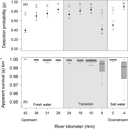 FIGURE 4. Estimates of (a) mean (whiskers indicate 95% CI) detection probability for V9 (white) and V7 (black) acoustic tag models in each reach across years 2005–2013 and (b) mean apparent survival per kilometer of acoustically tagged Atlantic Salmon smolts in the Penobscot River estuary in 2005–2013, estimated using Cormack–Jolly–Seber models. The solid line in each box in panel (b) indicates median annual survival, box-ends indicate the inner quartile range, and whiskers indicate the 95% CI. The box widths are proportional to the estuary reach lengths to which the estimates apply. From left to right, the three divisions in each panel represent freshwater, the zone of transition from low salinity to high salinity, and salt water within the Penobscot River estuary.