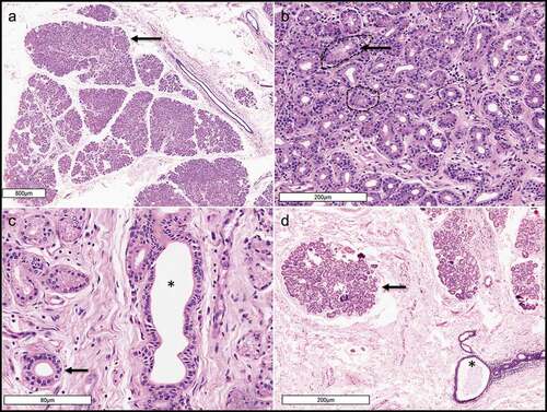 Figure 5. A & B. Photomicrograph (X20) of hematoxylin and eosin-stainedd orbital lobe of lacrimal gland reflecting the lobular arrangement of gland (marked with arrow) and tall columnar epithelial cells forming acini around a central lumen (marked with dashed circle; B at X200). C. Intra and interlobular ducts with 2–3 cell layers of cuboidal ductal epithelial cells and flat cells in the peripheral most layer (intralobular duct marked with arrowhead; lumen of interlobular marked with asterisk). D. Photomicrograph (X40) of hematoxylin and esoin stained palpebral lobe of the main lacrimal gland showing more loosely packed lobules and a large excretory duct (marked with an asterisk).