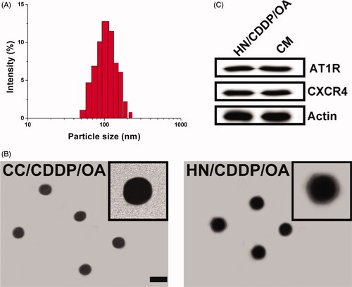 Figure 1. (A) The size distribution of HN/CDDP/OA. (B) The morphology of CC/CDDP/OA and HN/CDDP/OA nanoparticles using TEM. Scale bar: 100 nm. (C) The comparative AT1R and CXCR4 proteins in HN/CDDP/OA and bare CM.