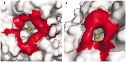 Figure 6. Surface representation of (A) hCA II, chosen as a representative hCA isoform, and (B) TvaCA1. Residues delimiting the rim of the active site cavity are coloured in red. The metal ions are shown as yellow spheres. It is evident that in hCA II, the active site rim is larger (approximately 15 Å × 14 Å) and more accessible than that in TvaCA1 (8 Å × 6.5 Å).